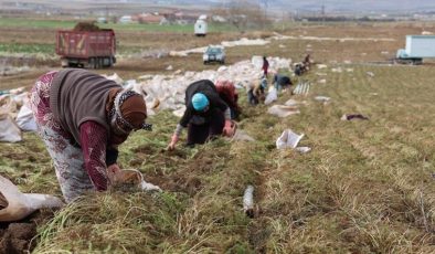 Kadınlar elleri ile söküyor, dünya pazarına satılıyor! Rengi ve aroması ile emsali yok! Yılda 500 bin üretim…