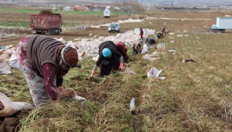 Kadınlar elleri ile söküyor, dünya pazarına satılıyor! Rengi ve aroması ile emsali yok! Yılda 500 bin üretim…