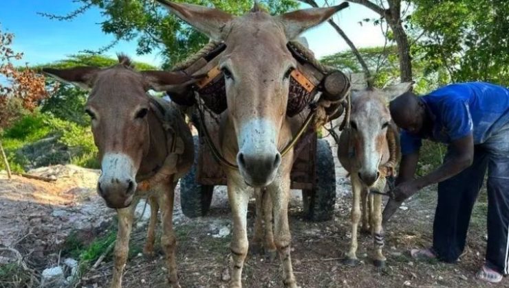 Her yıl milyonlarca eşek tek bir ilaç için öldürülüyor