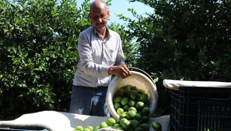 Adanalı çiftçiler teyakkuzda: Akdeniz meyve sineğinden daha tehlikeli! ‘Ülkemize girerse 5 yılda bahçeleri kaybederiz’