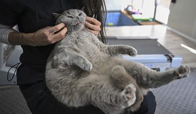 Hareket etmeyi sevmeyen kedi ‘Şiraz’ obez oldu, pilates ve yüzmeye zayıflıyor